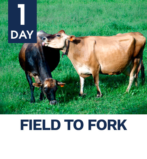 1day_fielt_to_fork_image
